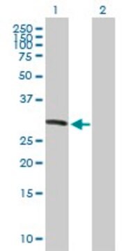 Anti-KIF26A antibody produced in mouse purified immunoglobulin, buffered aqueous solution