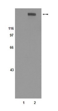 Anti-phospho-erbB2 (Thr686) Antibody, clone 7F8 clone 7F8, Upstate&#174;, from mouse