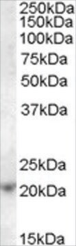 Anti-ASF1A antibody produced in goat affinity isolated antibody, buffered aqueous solution