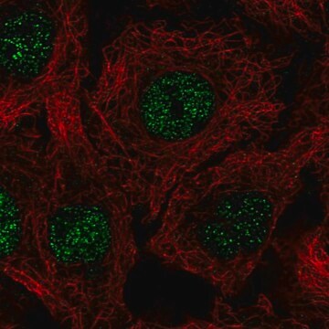 Anti-C17orf50 antibody produced in rabbit Prestige Antibodies&#174; Powered by Atlas Antibodies, affinity isolated antibody