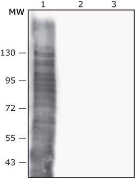 Anti-Salmonella enterica typhimurium antibody produced in rabbit IgG fraction of antiserum