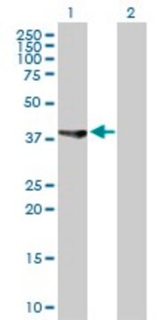 Anti-ASRGL1 antibody produced in rabbit purified immunoglobulin, buffered aqueous solution