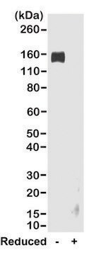 Anti-Rabbit IgG Fc-Biotin antibody, Goat monoclonal recombinant, expressed in HEK 293 cells, clone RMG02, purified immunoglobulin