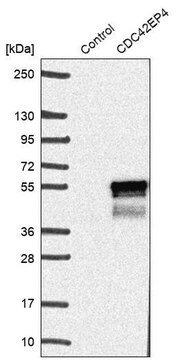 Anti-CDC42EP4 antibody produced in rabbit Prestige Antibodies&#174; Powered by Atlas Antibodies, affinity isolated antibody, buffered aqueous glycerol solution