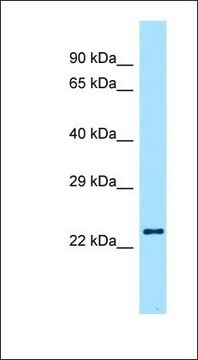 Anti-RLN2 antibody produced in rabbit affinity isolated antibody