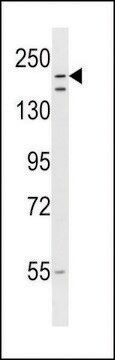 ANTI-RNF160 (CENTER) antibody produced in rabbit affinity isolated antibody, buffered aqueous solution