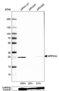 Anti-MRPS34 antibody produced in rabbit Prestige Antibodies&#174; Powered by Atlas Antibodies, affinity isolated antibody, buffered aqueous glycerol solution