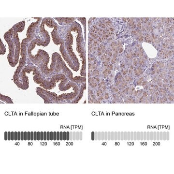 Anti-CLTA antibody produced in rabbit Prestige Antibodies&#174; Powered by Atlas Antibodies, affinity isolated antibody, buffered aqueous glycerol solution