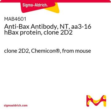 Anti-Bax Antibody, NT, aa3-16 hBax protein, clone 2D2 clone 2D2, Chemicon&#174;, from mouse