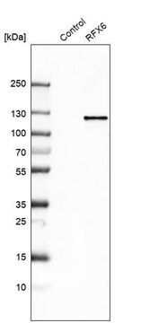 Anti-RFX6 antibody produced in rabbit Prestige Antibodies&#174; Powered by Atlas Antibodies, affinity isolated antibody, buffered aqueous glycerol solution