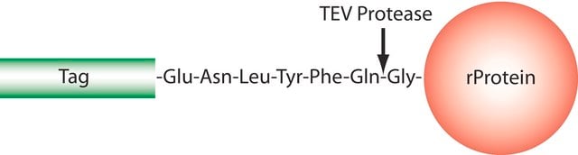 TEV Protease