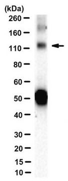 Anti-SYNE1 Antibody, clone 200A6 clone 200A6, from mouse