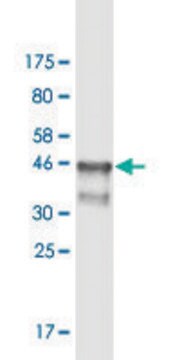 Monoclonal Anti-ARNT, (N-terminal) antibody produced in mouse clone 1F12, purified immunoglobulin, buffered aqueous solution