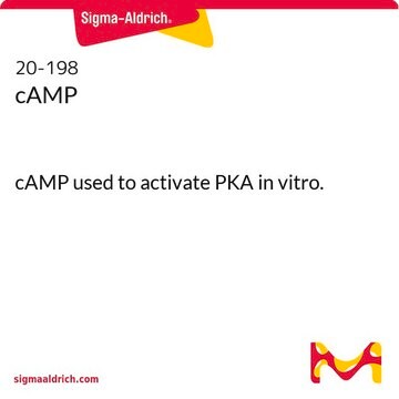 cAMP cAMP used to activate PKA in vitro.