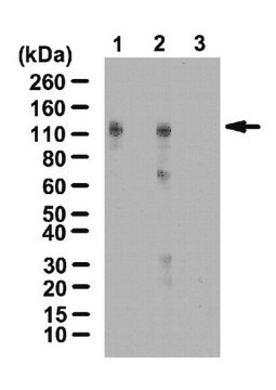 Anti-HIF-1-alpha Antibody, hydroxyproline (Pro402) from rabbit, purified by affinity chromatography