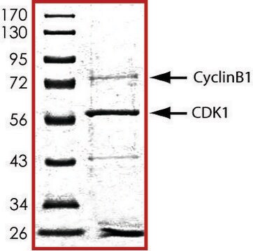 CDK1/CyclinB1, active, GST tagged human PRECISIO&#174; Kinase, recombinant, expressed in baculovirus infected Sf9 cells, &#8805;70% (SDS-PAGE), buffered aqueous glycerol solution