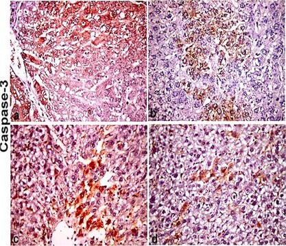 Anti-Mouse IgG (whole molecule) antibody produced in rabbit IgG fraction of antiserum, buffered aqueous solution