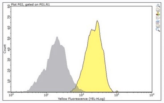 Anti-CD31 (PECAM-1) Antibody, clone MBC 78.1 clone MBC 78.1, from mouse