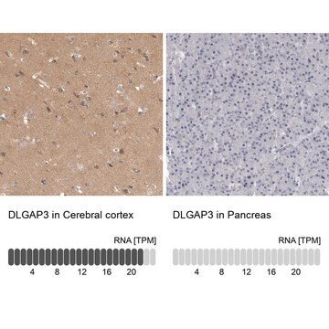 Anti-DLGAP3 antibody produced in rabbit Prestige Antibodies&#174; Powered by Atlas Antibodies, affinity isolated antibody, buffered aqueous glycerol solution