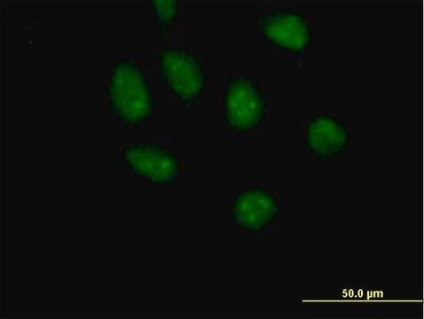 Anti-GATAD2B antibody produced in mouse purified immunoglobulin, buffered aqueous solution