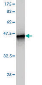 Monoclonal Anti-CARD6 antibody produced in mouse clone 2H8, purified immunoglobulin, buffered aqueous solution