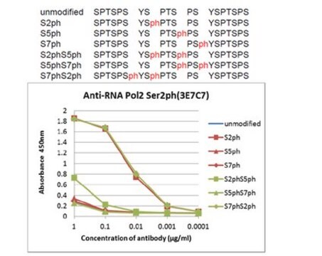 Anti-phospho RNA Pol II (Ser2), clone 3E7C7 Antibody clone 3E7C7, from rat