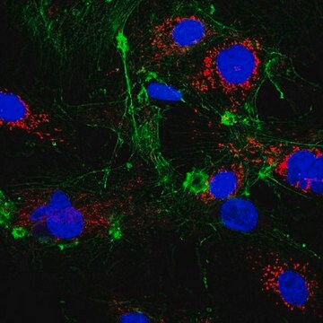 Anti-RagA/B Antibody, clone 1H7.1 clone 1H7.1, from mouse