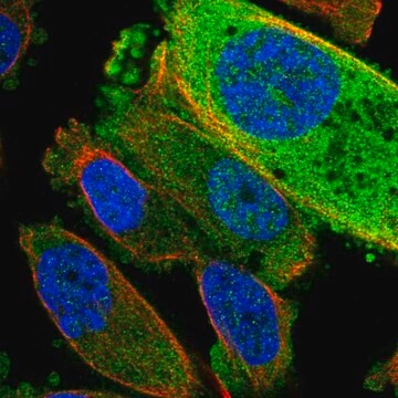 Anti-TRUB2 antibody produced in rabbit Prestige Antibodies&#174; Powered by Atlas Antibodies, affinity isolated antibody