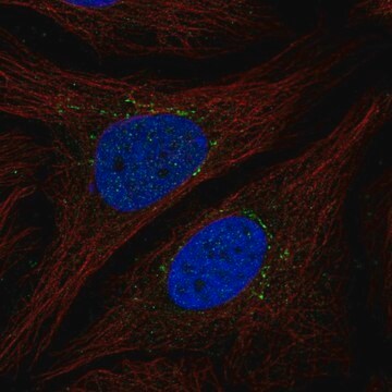 Anti-STEAP4 antibody produced in rabbit Prestige Antibodies&#174; Powered by Atlas Antibodies, affinity isolated antibody