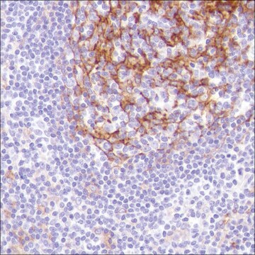 Anti-CD14 antibody, Rabbit monoclonal clone SP192, recombinant, expressed in proprietary host, affinity isolated antibody