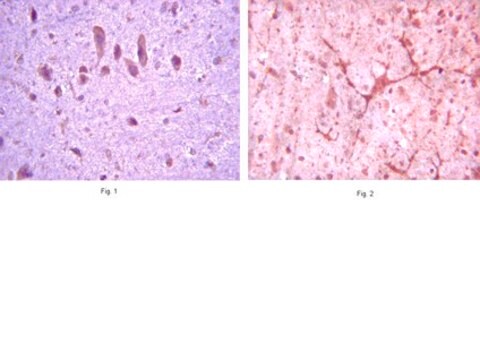 Anti-mGluR8 Antibody serum, from guinea pig