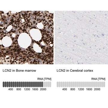 抗LCN2 ウサギ宿主抗体 Prestige Antibodies&#174; Powered by Atlas Antibodies, affinity isolated antibody, buffered aqueous glycerol solution