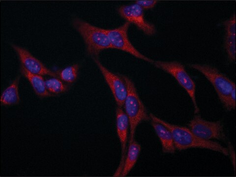 Anti-VAC14 antibody produced in rabbit ~1.5&#160;mg/mL, affinity isolated antibody, buffered aqueous solution