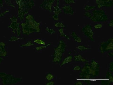 Monoclonal Anti-PSIP1 antibody produced in mouse clone 1C4, purified immunoglobulin, buffered aqueous solution