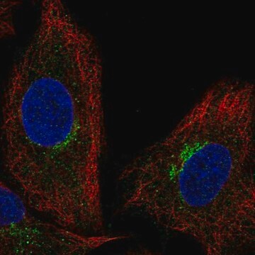 Anti-SLC6A16 antibody produced in rabbit Prestige Antibodies&#174; Powered by Atlas Antibodies, affinity isolated antibody