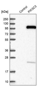 Anti-PIK3C3 antibody produced in rabbit Prestige Antibodies&#174; Powered by Atlas Antibodies, affinity isolated antibody, buffered aqueous glycerol solution