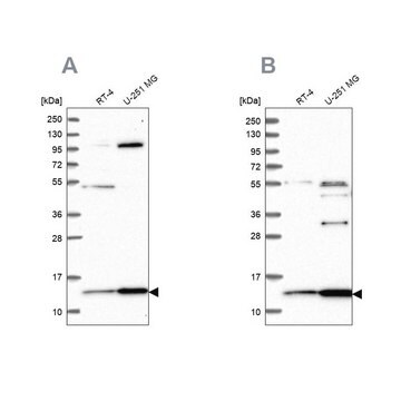 Anti-TRMT112 antibody produced in rabbit Prestige Antibodies&#174; Powered by Atlas Antibodies, affinity isolated antibody, buffered aqueous glycerol solution