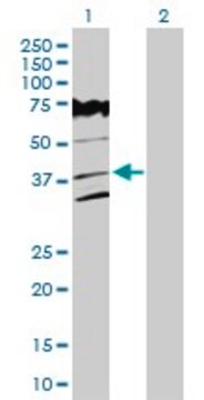 Anti-VPS26A antibody produced in rabbit purified immunoglobulin, buffered aqueous solution