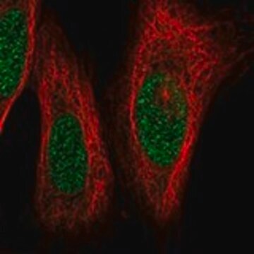 Anti-LHX1 antibody produced in rabbit Prestige Antibodies&#174; Powered by Atlas Antibodies, affinity isolated antibody, buffered aqueous glycerol solution