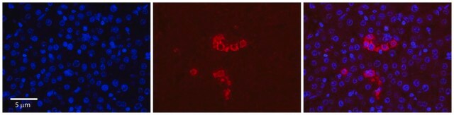 Anti-RPS28 (N-terminal) antibody produced in rabbit affinity isolated antibody