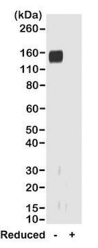 Anti-Rabbit IgG Fab antibody, Goat monoclonal recombinant, expressed in HEK 293 cells, clone RMG01, purified immunoglobulin