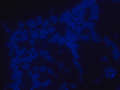 Enterococcus faecium FISH probe &#8211; ATTO 488 Probe for fluorescence in situ hybridization (FISH), 20&#181;M in water