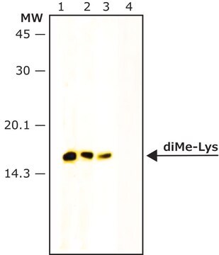 Anti-dimethyl-Histone H3 (diMe-Lys9) antibody produced in rabbit IgG fraction of antiserum, buffered aqueous solution