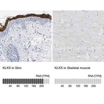 Anti-KLK5 antibody produced in rabbit Prestige Antibodies&#174; Powered by Atlas Antibodies, affinity isolated antibody, buffered aqueous glycerol solution