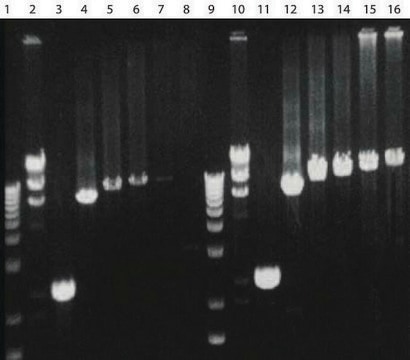 AccuTaq&#8482; LA 10× Buffer 10X Buffer for long and accurate PCR