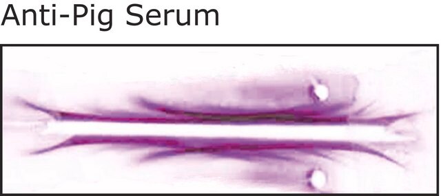 Anti-Pig Serum antibody produced in rabbit whole antiserum