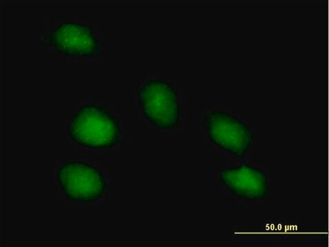 Anti-PNMA1 antibody produced in mouse purified immunoglobulin, buffered aqueous solution