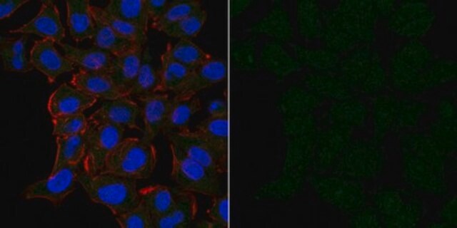 Anti-Cofilin-1 Antibody, Alexa Fluor&#8482; 488 Conjugate from rabbit, ALEXA FLUOR&#8482; 488