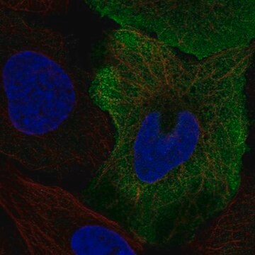 Anti-SMPX antibody produced in rabbit Prestige Antibodies&#174; Powered by Atlas Antibodies, affinity isolated antibody