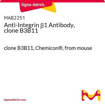 Anti-Integrin &#946;1 Antibody, clone B3B11 clone B3B11, Chemicon&#174;, from mouse